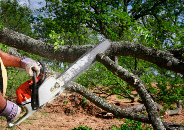 Best Residential Tree Removal  in Wharton, TX